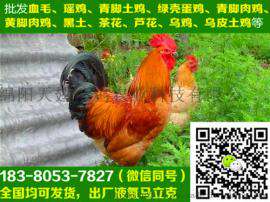 贵州福泉土鸡苗视频，土鸡苗批发网，空运，抗病能力强，98%的存活率