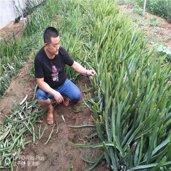 红心火龙果苗 台湾大红火龙果