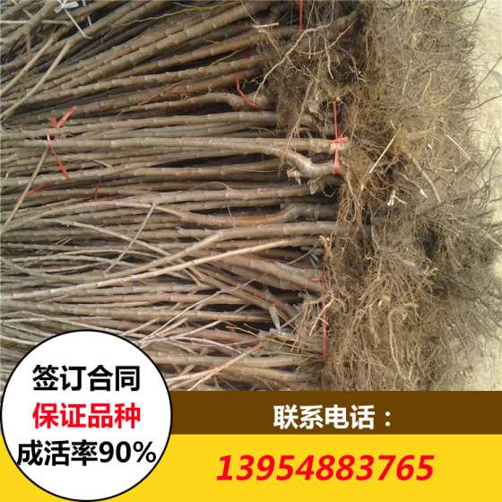 2公分樱桃树苗价格 3公分樱桃树苗价格 吉塞拉矮化樱桃树苗价格
