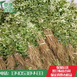 花椒苗 花椒树苗 花椒小苗 批发价格