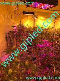 伟信力600wled植物生长灯，全光谱植物灯led厂家，可代替1000w高压钠灯