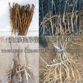 油用牡丹苗 牡丹苗价格 牡丹苗批发