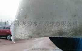 台湾泥鳅水花鱼苗订购丨水花鱼苗报价丨台湾泥鳅水花高清图片