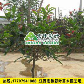 正宗中华龙桂 红龙桂花苗 桂花树 彩叶绿化苗木包成活 桂花苗
