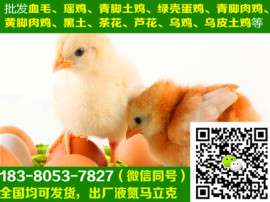 遂宁黑瑶鸡苗销售，黑瑶鸡苗科学养殖，空运，抗病能力强，98%的存活率