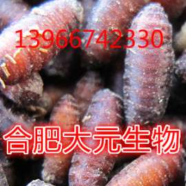 红头苍蝇种 苍蝇种养殖 苍蝇种批发报价