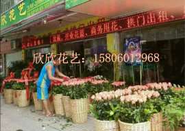 闽侯开业花蓝预定|闽侯庆典鲜花预定|闽侯县鲜花配送服务