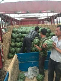 京欣西瓜口感甘甜品质保证陕西大荔西瓜