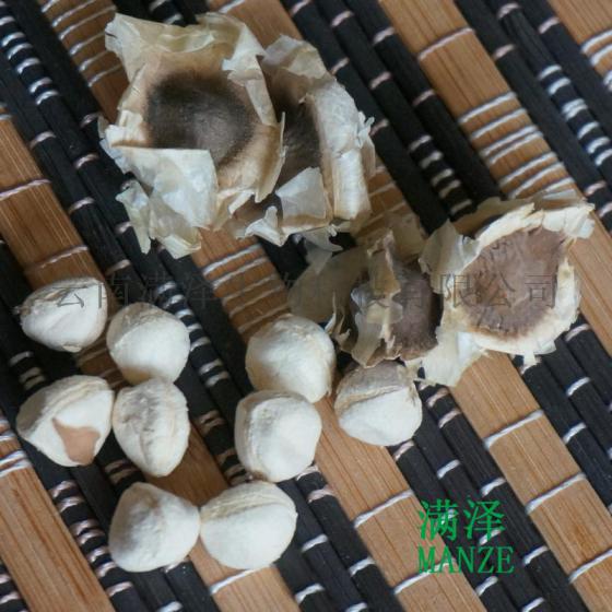 云南满泽印度优质辣木籽种子供应应批发