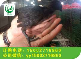 纯种优质土鸡苗绿壳蛋鸡苗旧院黑鸡苗厂家批发直供