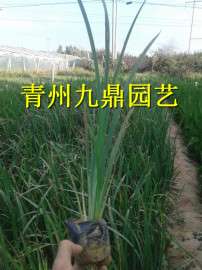 山东马兰花（马蔺）基地