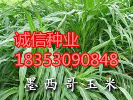 甘肃省哪里卖墨西哥玉米种子养羊牧草品种