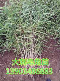 大刺皂角苗价格 一年大刺皂角价格