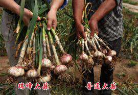 河北大丰收，真正的河北最优大蒜五代