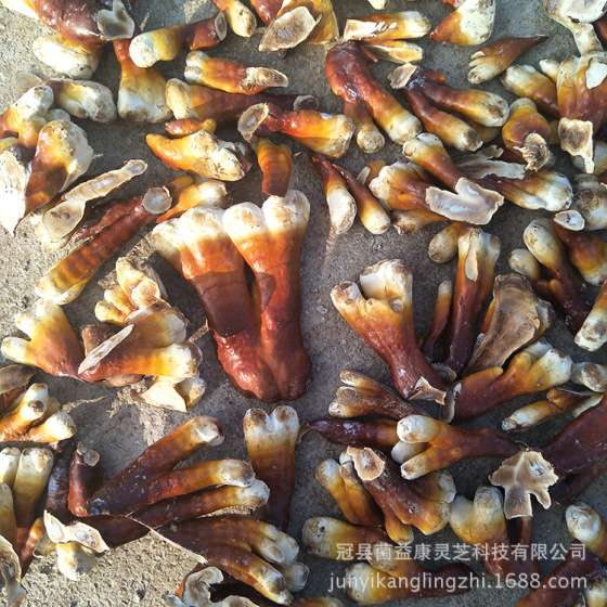 山东灵芝 山东灵芝基地产地供应灵芝白芽 灵芝嫩芽
