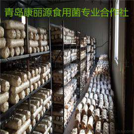 山东威海康丽源出口食用菌菌棒香菇菌棒香菇菌丝