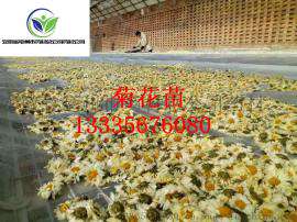春季种植什么中药材 菊花苗 亳菊苗