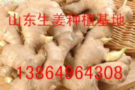 山东大姜种子批发山东大姜种子供应