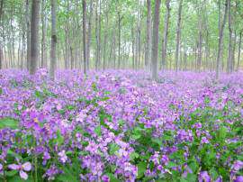 山东宿根花卉二月兰基地