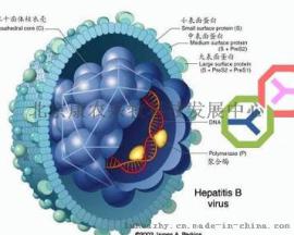 马传贫琼扩实验抗原和阳性血清-北京康农兴牧