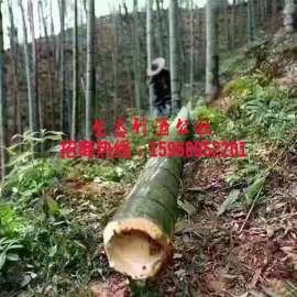 青竹酒代理要求,石家庄竹筒酒加盟代理价格,供应商,型号规格
