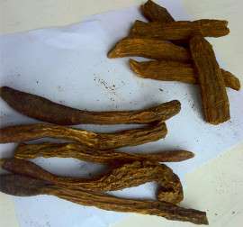 中药锁阳