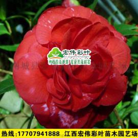 茶花扦插苗 国内外品种茶花苗 茶花树苗茶花小苗(魔术城）杯苗