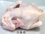 供应顶级进口鸡鸭系类