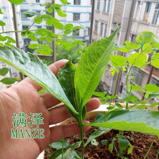 云南满泽猴面包，非洲猴面包树果实，猴面包树介绍，猴面包树图片，猴面包树果实