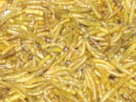 五谷虫干 蛆干 蝇蛆干  宠物饲料 药品材料