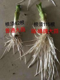 河北瑞峰大蒜无芯、非转基因