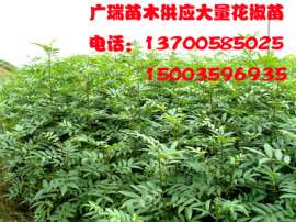 大红袍花椒苗价格+河南花椒苗价格+韩城花椒苗价格