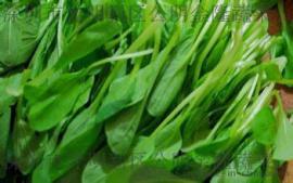 东莞市食堂承包农副产品新鲜蔬菜配送