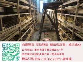 重庆附近哪里有鸭苗卖