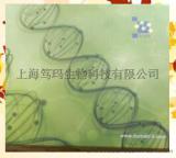 笃玛生物瑞香素的供应
