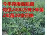 山西连翘苗=山西连翘苗=山西药用连翘苗