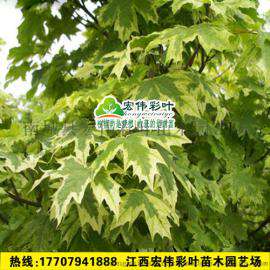 正宗花叶挪威槭 花叶挪威槭树苗 槭树苗 优质挪威槭苗 苗木包成活