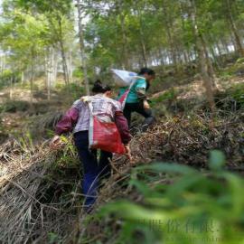 【云浮市林业局桉树专用复合肥】深圳市芭田生态工程股份有限公司