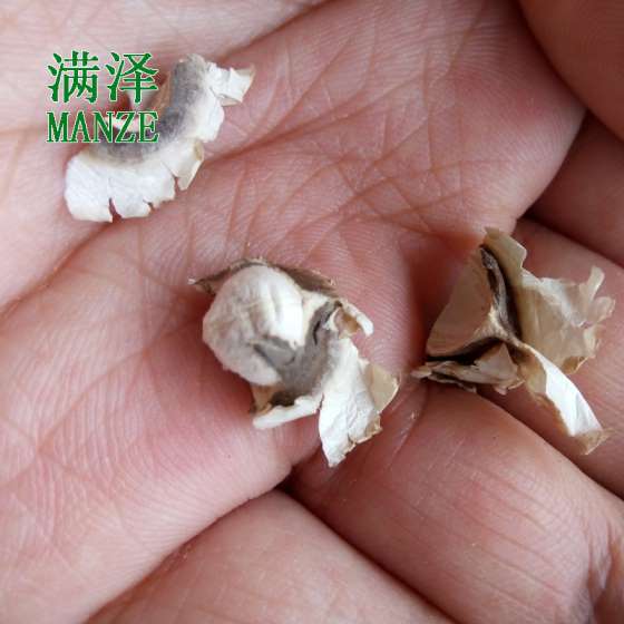 云南满泽辣木籽产品，云南辣木籽的特点，辣木籽云南和印度，吃辣木籽的好处和坏处，辣木籽的副作用