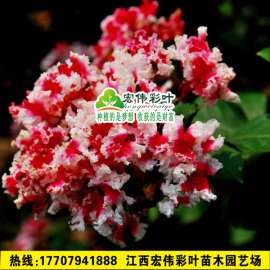 红叶复花矮紫薇 红叶红花紫薇 国内紫薇树苗供应 丛生紫薇苗