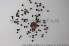栾树种子 黄山栾树种子 北京栾树种子 江苏栾树种子