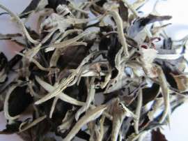 古树月光白茶，月光美人茶，云南白茶 乔木普洱茶
