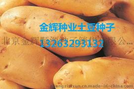 土豆种子批发土豆种子价格