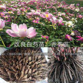 改良白芍苗价格 芍药苗 赤芍苗