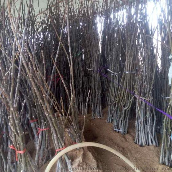 新疆地区种植什么果树 核桃苗 桃树苗批发