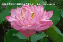 荷花苗品种,精品荷花苗批发,重瓣荷花苗价格