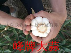 河北瑞峰大蒜非转基因、营养价值高