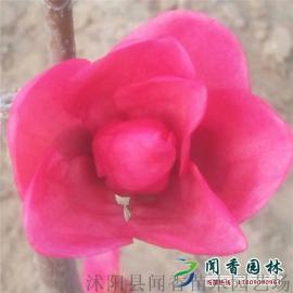 娇红一号玉兰哪里有 小苗什么价格
