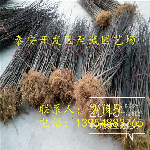 大红袍花椒苗 大红袍花椒苗价格 大红袍花椒苗批发