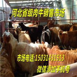 河北架子牛价格便宜-西门塔尔肉牛犊